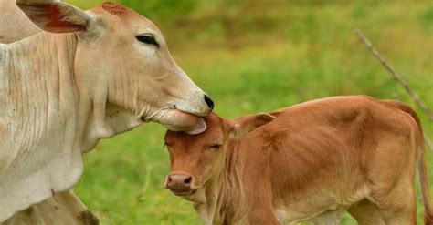Vaca limpando bezerro  O colostro fornece ao bezerro imunidade até o quarto mês de vida, quando o animal já começa a produzir anticorpos em grande quantidade